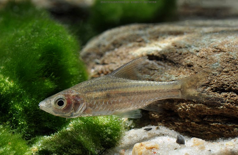 This species possesses a unique fleshy structure on the lower lip.