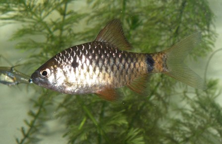 Non-nuptial specimen.
