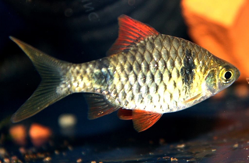 Adult male from the UK aquarium trade.