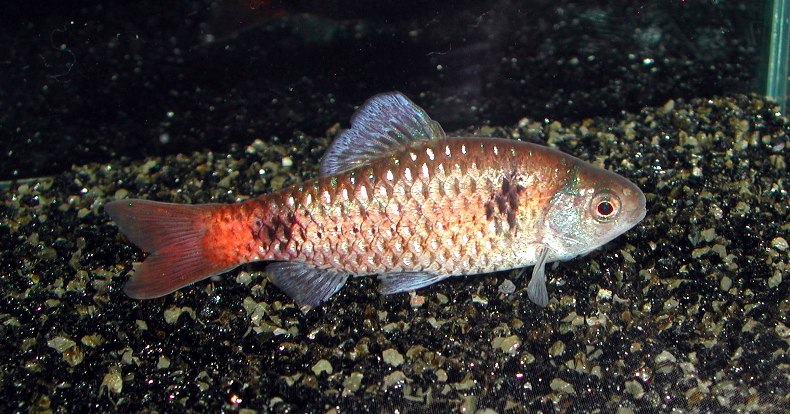 Well-coloured adult male.