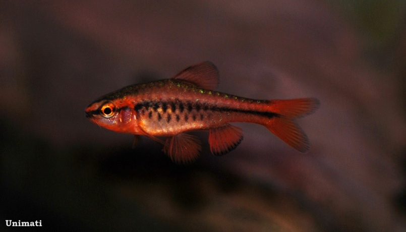 Young adult male from the Danish aquarium trade.