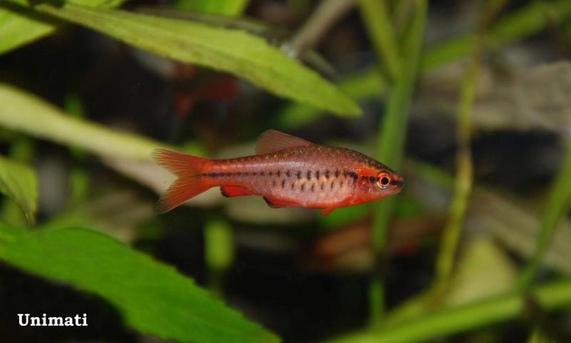 Adult male from the aquarium trade.