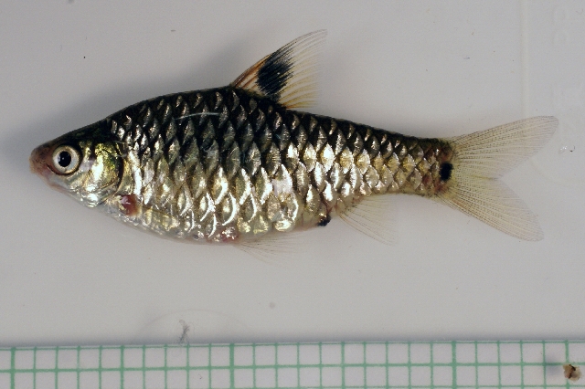 Adult female from the aquarium trade.