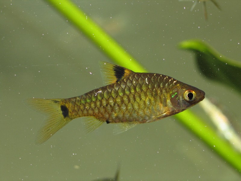 Mature specimen.