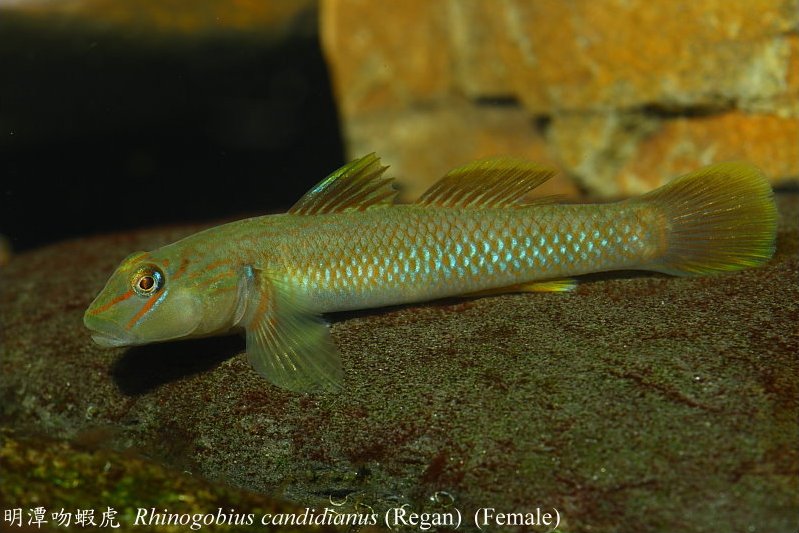 Adult female individual.