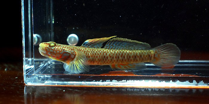 Adult male specimen from an unspecified location in Guangxi, China.