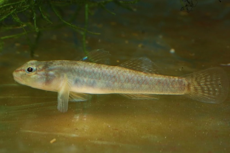 Subadult male from the U.S. aquarium trade.