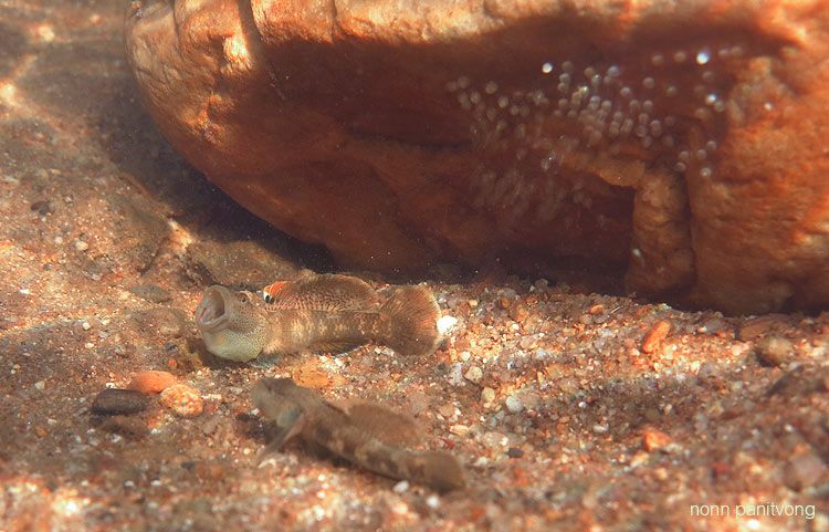 A male defends his nest in nature; notice the eggs attached to the rock.