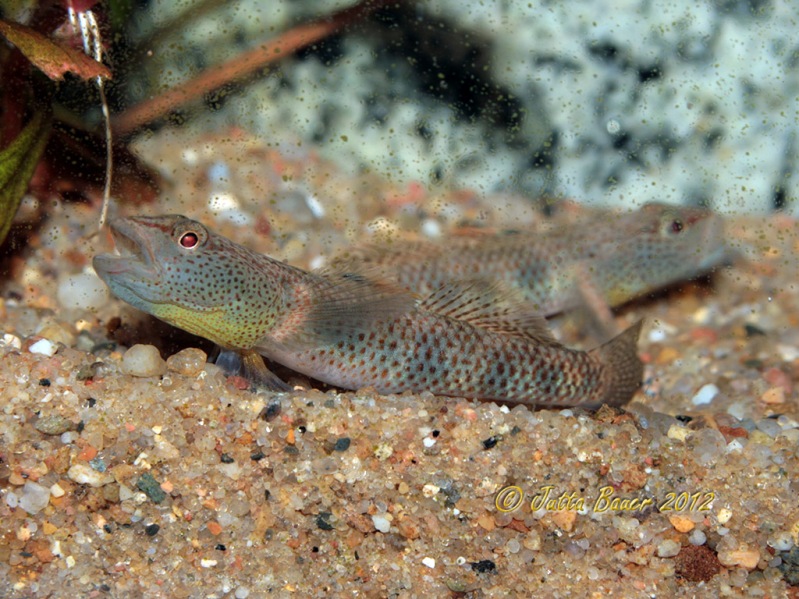 Adult male; aggressive mood. Note the small orange spots on the branchiostegal membrane: a defining character of this species.