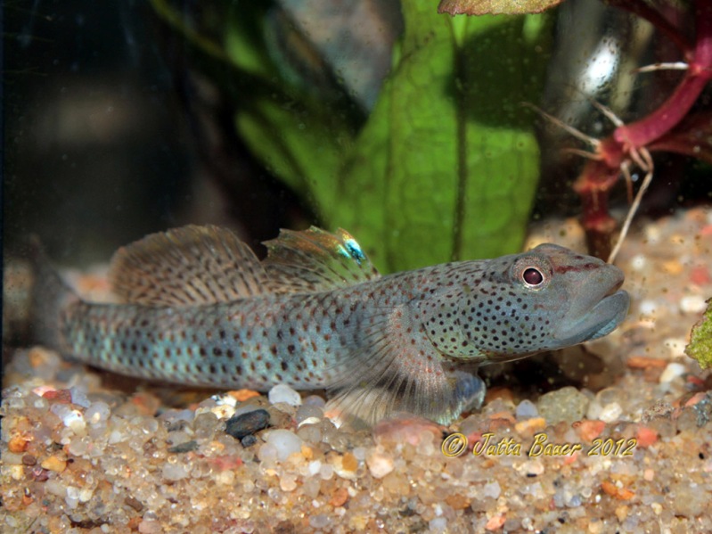 This species has a series of five irregular dark markings on the body.