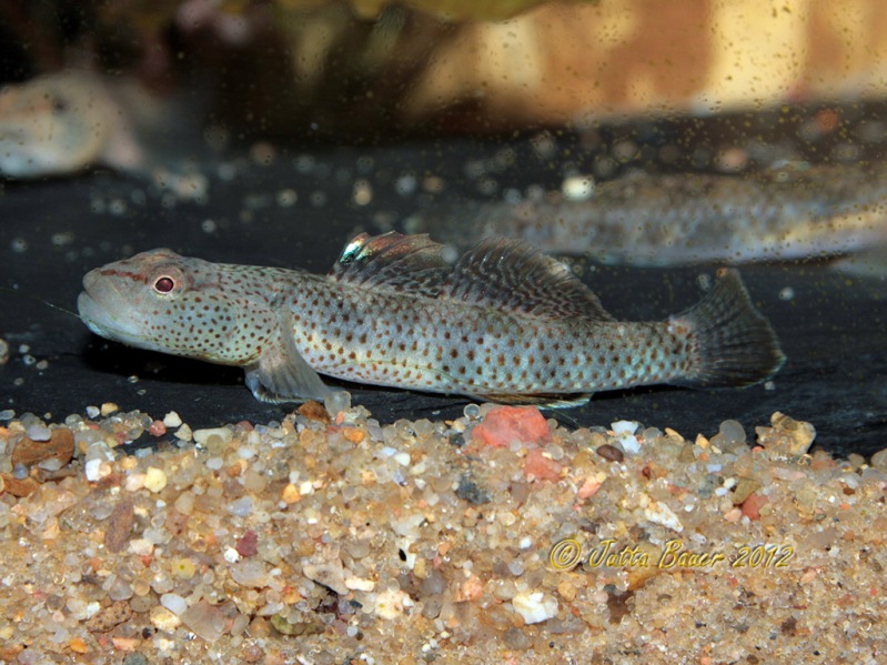 Young adult male.