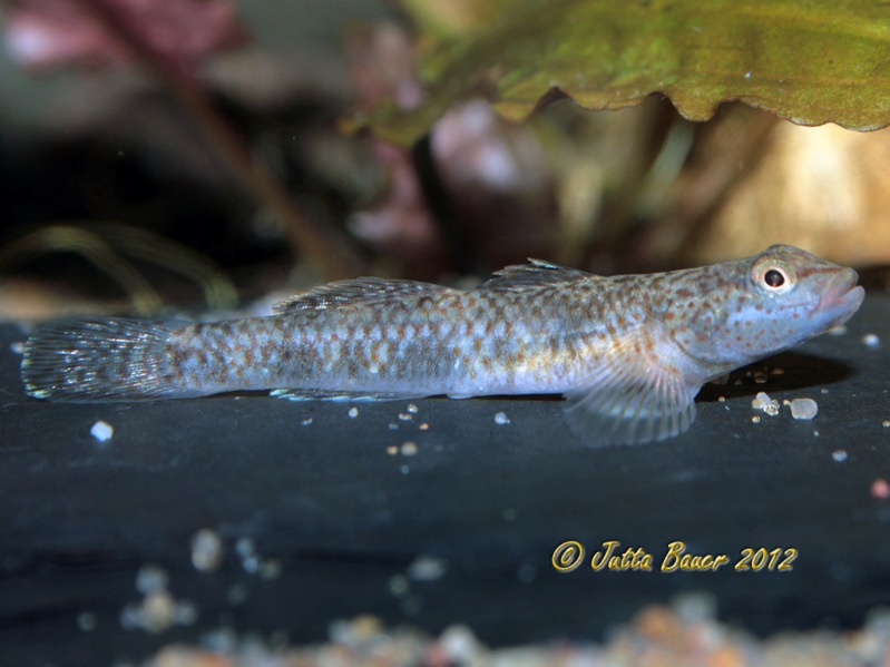 Adult female.