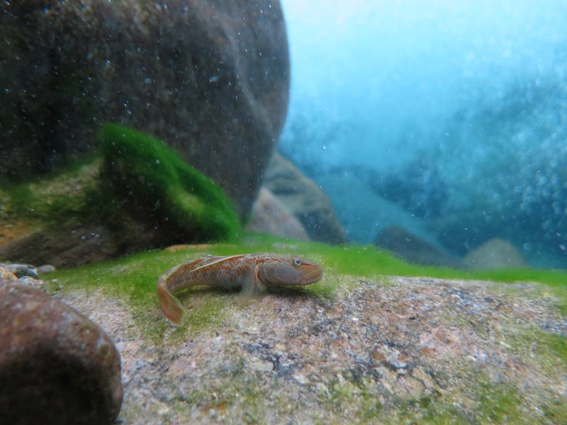 Adult male of the pale dorsal form.