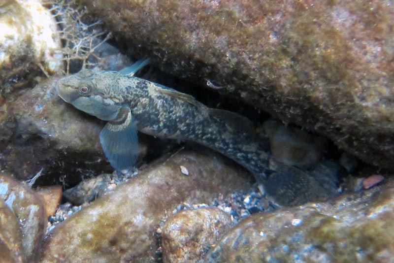 Adult female pictured at an unspecifed locality in Japan. Note the presence of a <-shaped marking on the caudal peduncle which is a diagnostic character for this species.