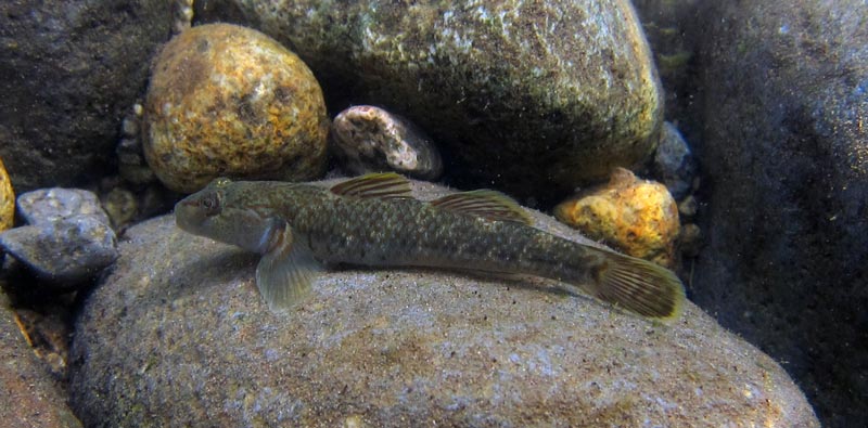 Adult female.