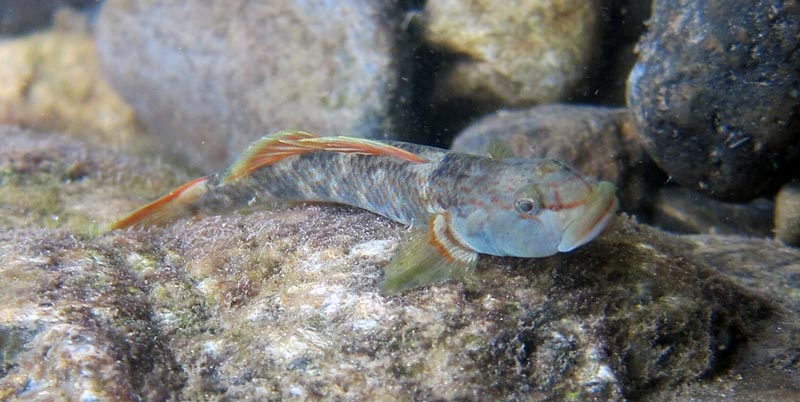 Adult male of the pale dorsal form.