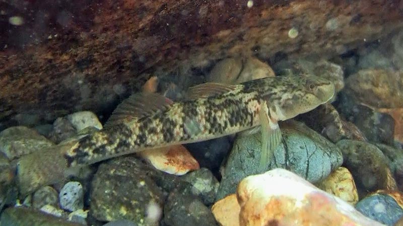 Adult female.
