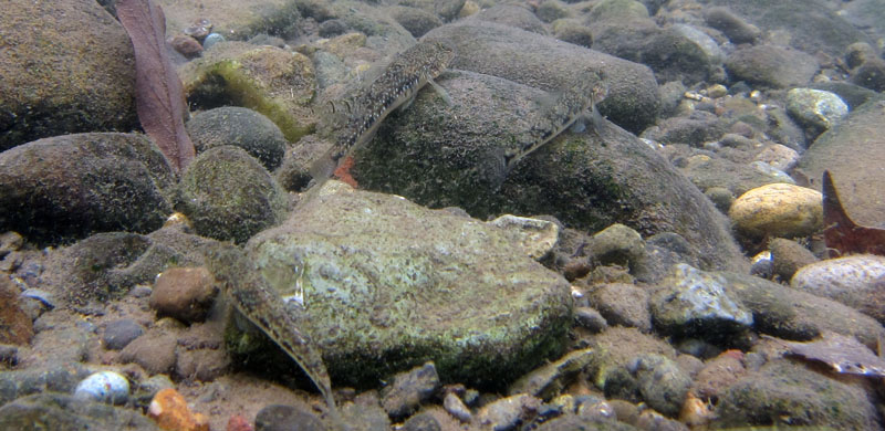 Young specimens moving upstream in Japan.
