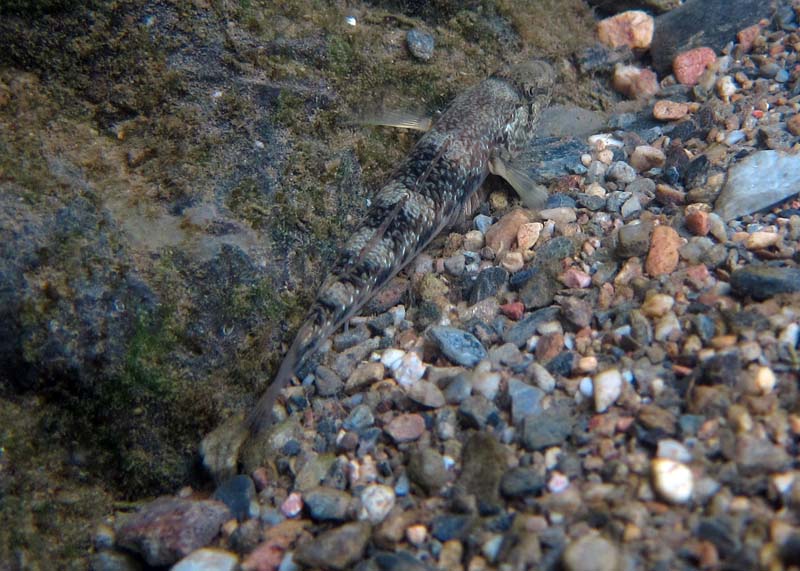 Specimen in its natural habitat at an unspecified locality in Japan.