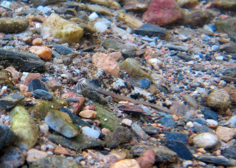 Like other members of the genus R. giurinus can alter its colour pattern to an extent in order to blend in with its surroundings.