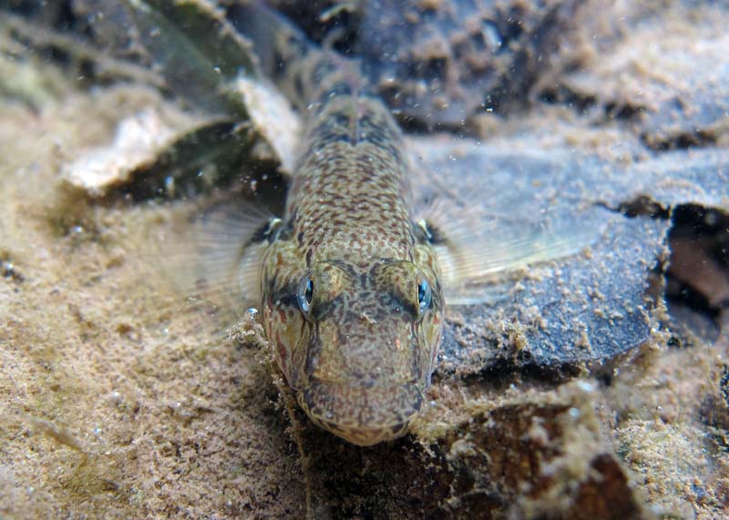 Head detail of wild specimen.
