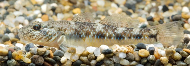 Male specimen collected close to the city of Hamamatsu, western Shizuoka Prefecture, Japan.