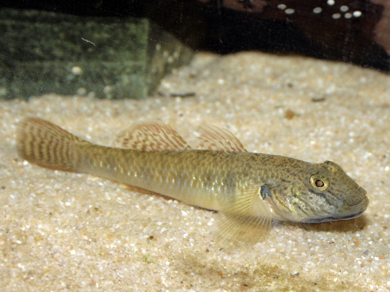 Adult female from the German aquarium trade.