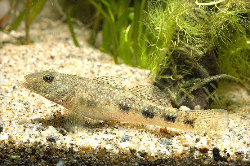 Female from Hamamatsu.