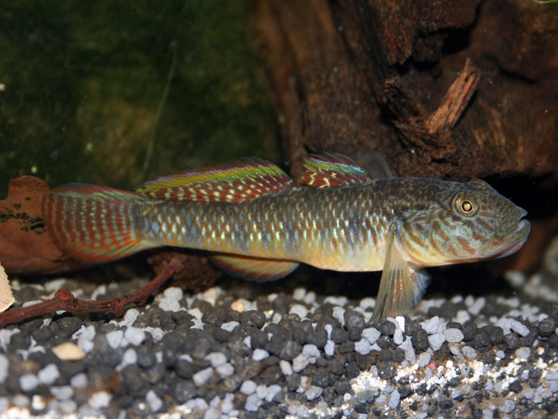 Adult male from the German aquarium trade; aggressive mood.