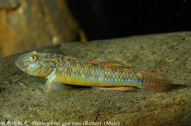 Adult male.