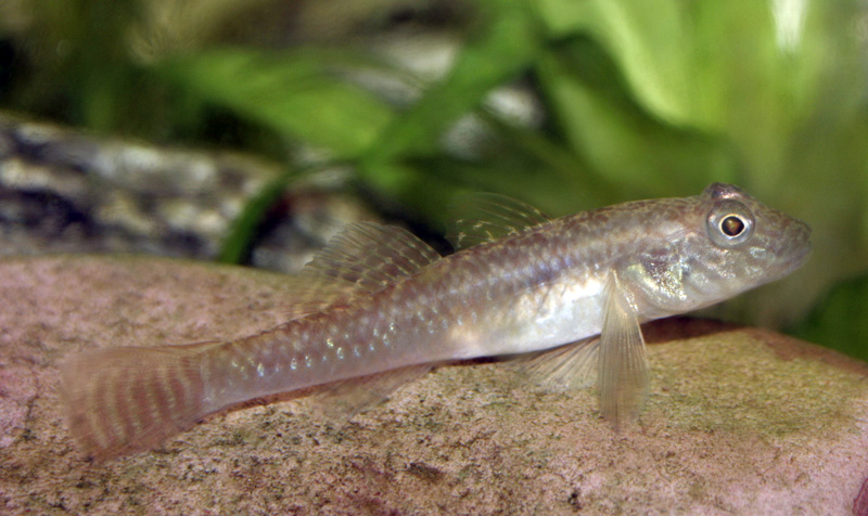 Aquarium-bred subadult.