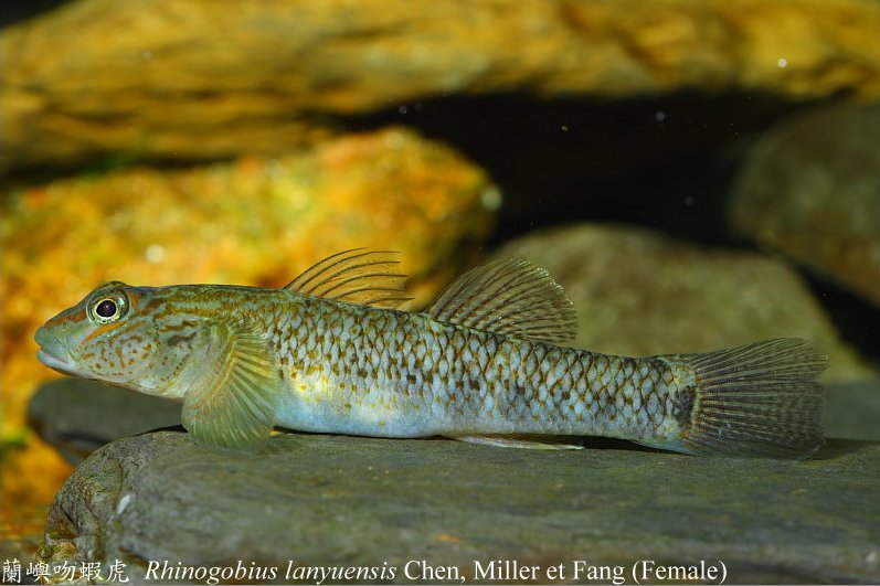 Adult female.