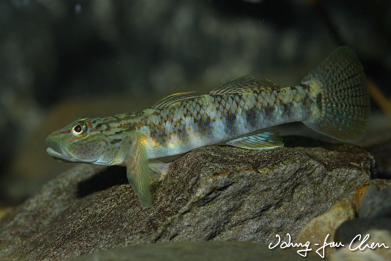 Adult male specimen.