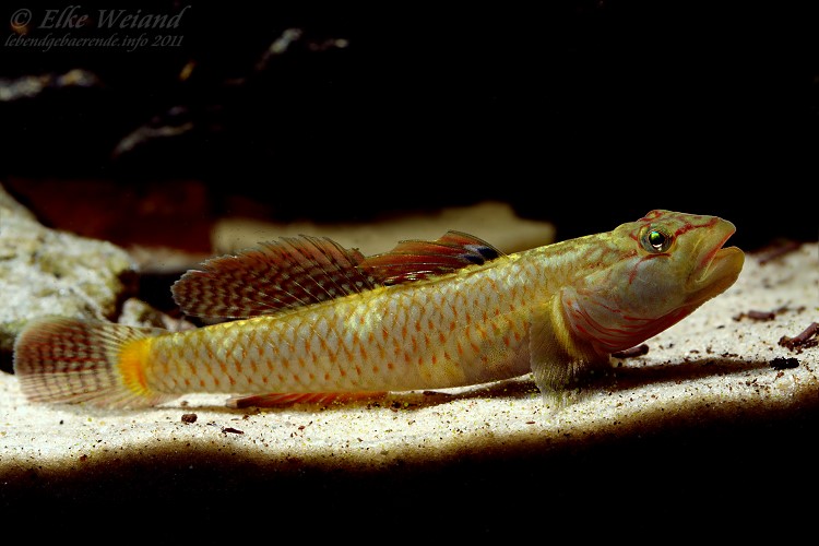 Adult male from the German aquaruim trade.