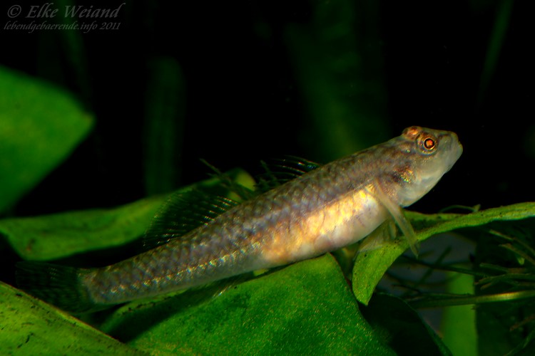 Gravid adult female.