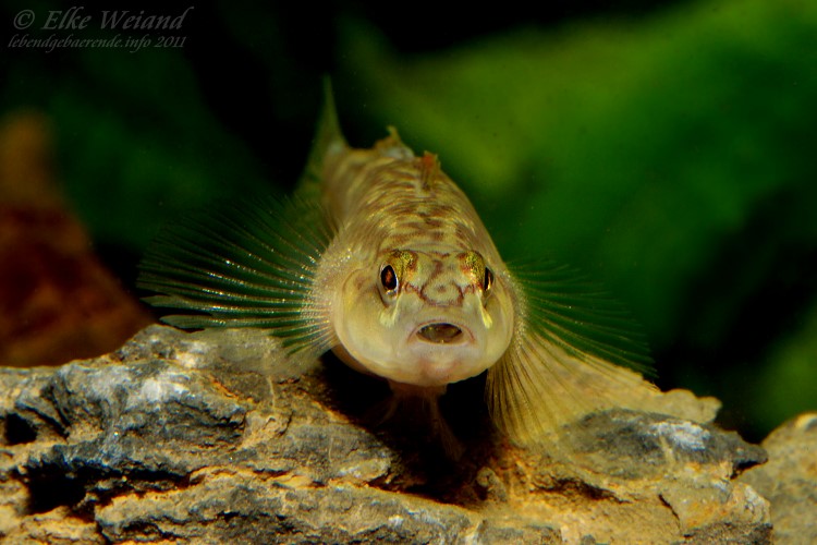 Profile view of female; note the teeth visible in the mouth.