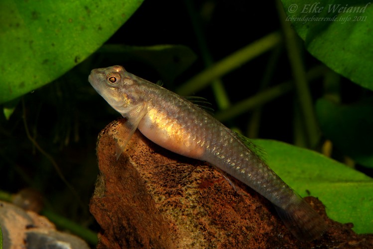 Gravid adult female.