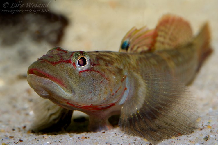 Head detail of adult male.
