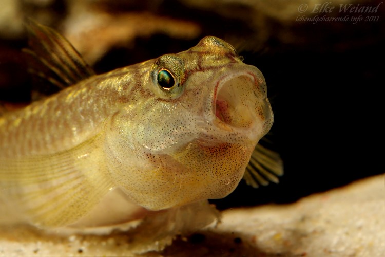 Adult female; aggressive mood.