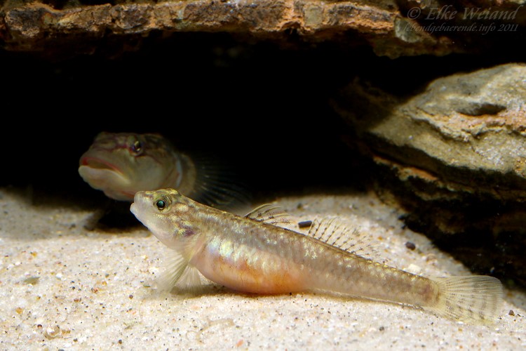 Adult pair during courtship; female at front.