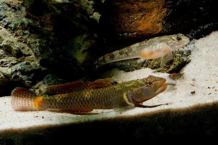Adult pair during courtship; male at front.