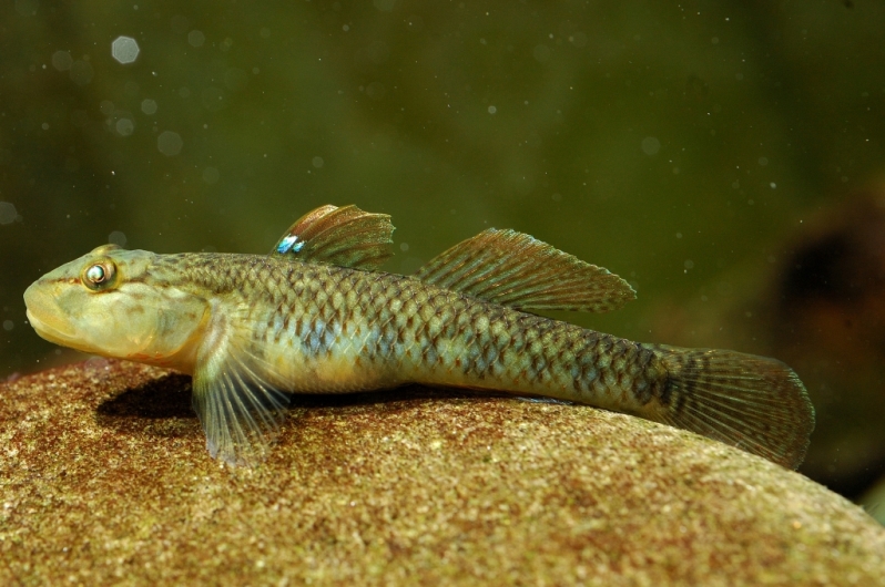 The same specimen as in the previous image several weeks later.
