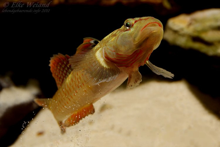 Males possess red markings on the branchiostegal membrane, visible here.