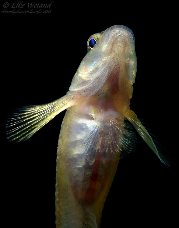 Detail of head and underside of anterior portion of the body in an adult female specimen.