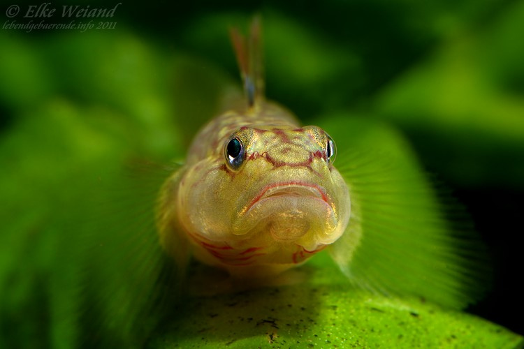 Profile view of male.