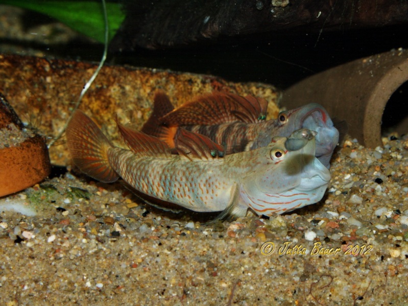 Males sparring for dominance.