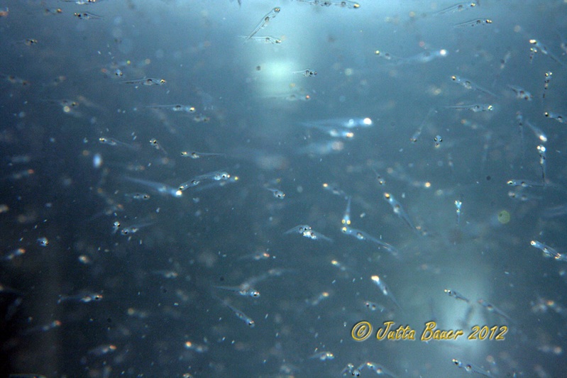 Free-swimming fry during the pelagic stage (see 'Reproduction').