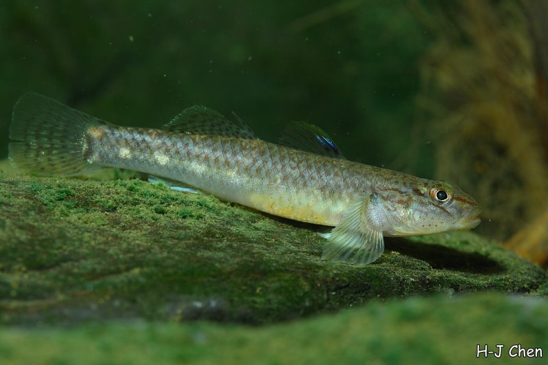 Adult female.