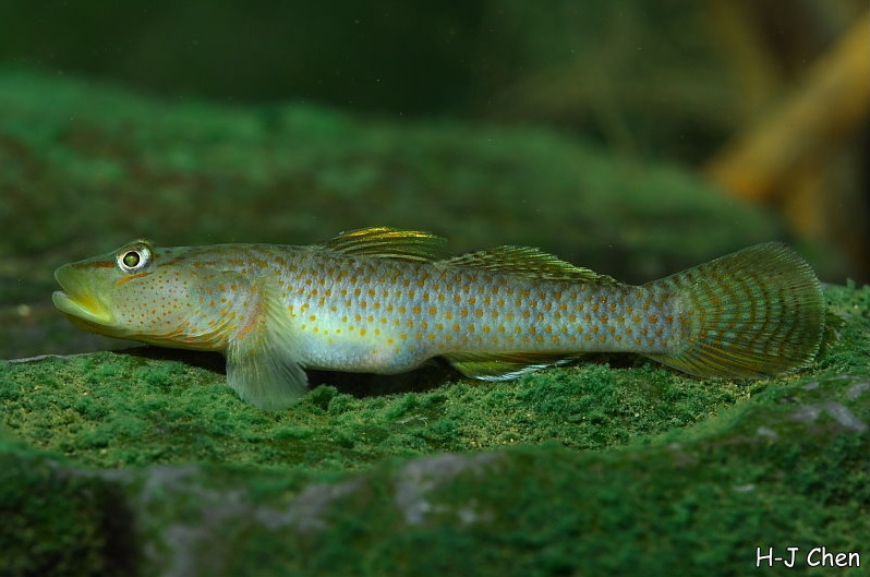 Adult male.