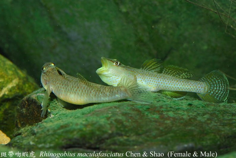 Adult pair in courtship behaviour; gravid female on left.